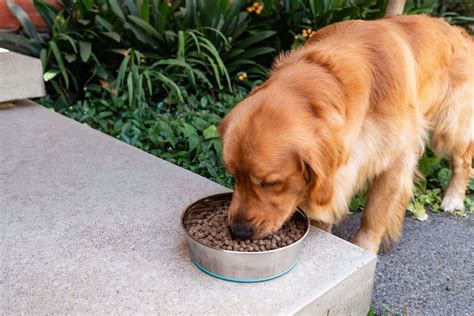 What other human foods are bad for dogs? What do dogs eat? Foods dogs can eat. - PETstock Blog