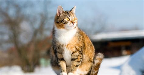 How To Care For A Pregnant Cat Tips And Tricks The Cat Whiz