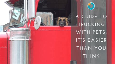 Safely Trucking With Pets A Guide Ordp
