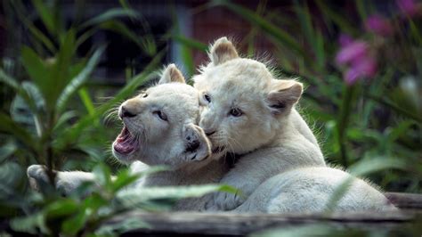 Lion Cubs Playing Hd Animals 4k Wallpapers Images Backgrounds