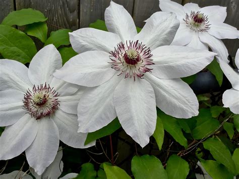 How To Care For Clematis Goodstuffathome