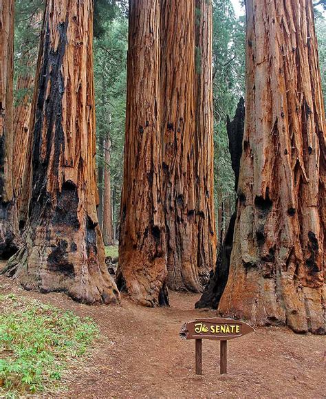 Sequoia National Park Dónde Ver Secuoyas Gigantes En California