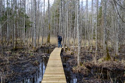Boardwalk In Swamp Hiking Trail Editorial Photography Image Of