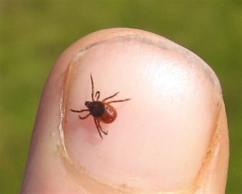 Without finding a tick attached and. A Kilchoan Diary: Ticks