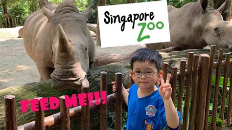 Feeding The Rhino And Giraffe At The Singapore Zoo Rediscover