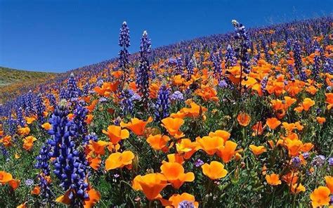 Lots of yellows and purples are expected. The Three Best Places To See The Super Bloom This Weekend ...