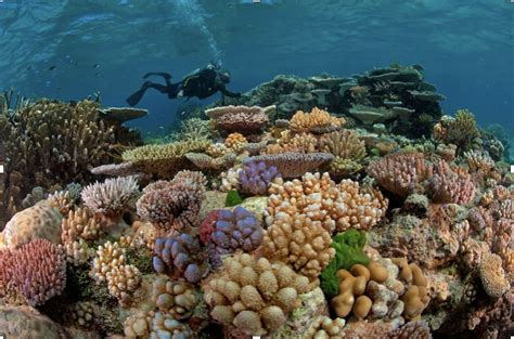 How Ocean Acidification Came To Be Implicated In Coral Decline Angles