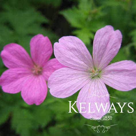 Geranium X Oxonianum Wargrave Pink Kelways Plants Ltd