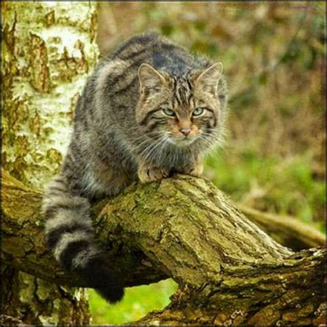 Cute video of banjo the raccoon and buddy the cat cuddling and playing. Scottish wildcat | Creatures | Pinterest