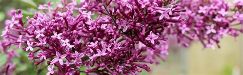 Looking for a good deal on lilac purple? Amazon.com: Bloomerang Dark Purple Reblooming Lilac ...