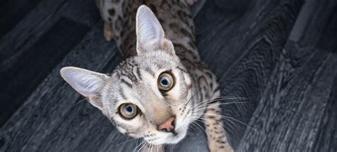 Owning A Silver Bengal Cat Everything You Need To Know Bengal Cat Care