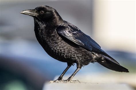 American Crow Corvus Brachyrhynchos Flickr
