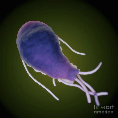 Giardia Lamblia Parasites Photograph By Science Picture Co Fine Art