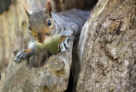 Are Squirrels Good Pets Instagram Squirrels Make It Seem