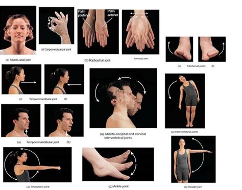 Lift, drive, squat, lunge, hinge. Synovial Joint Movements