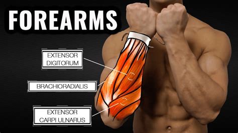 The Best Science Based Forearm Workout For Size And Strength Youtube