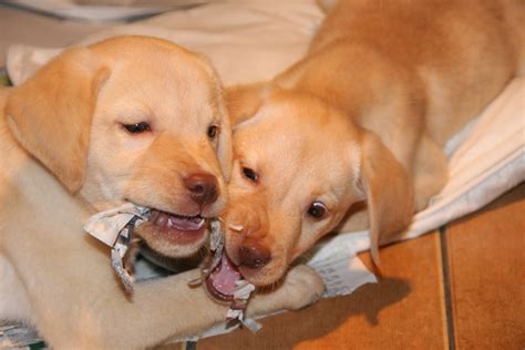 Fileyellow Labrador Puppies 4165737325 Wikimedia Commons