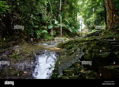 Jungle Spring With Waterfalls Sunny Day In Tropical Rainforest South
