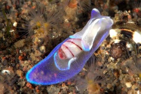 Miniature Melo A Snail Made Of Starlight Sea Slug Weird Animals