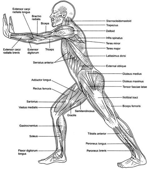 Muscle Definition Synonyms From Human Muscle Anatomy