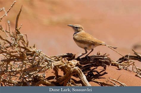 Namibia Birding Safari Birding In The Unique Desert Nation