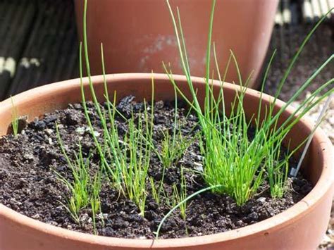 The chives were good for one year, and thenthe following year they turned flat. Chive Seed Planting: Tips For Growing Chives From Seed ...
