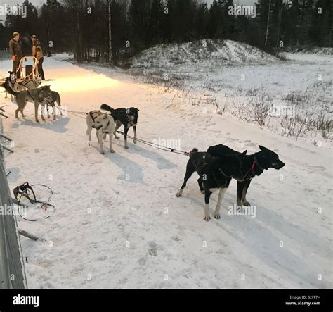 Dog Sledding In Lapland Stock Photo Alamy