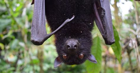 Bats have thumbs extending out of their wings, which act as hooks. How Do You Know if You Have Bats in Your Chimney?