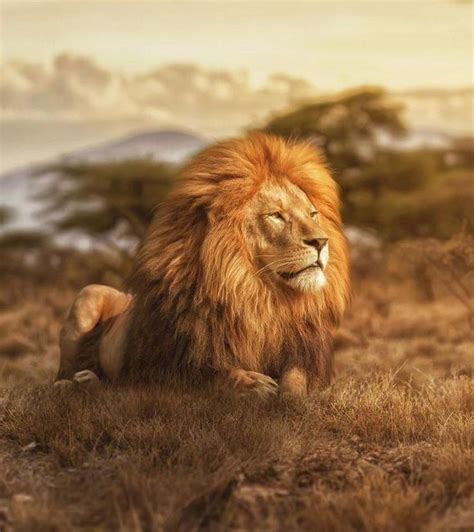 843 Best Leo The Lion King Of The Jungle Images On Pinterest Big