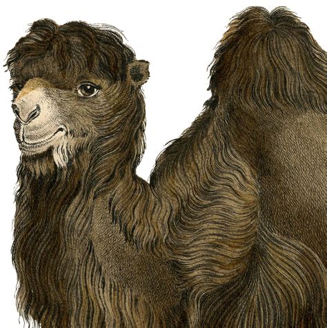 2,900 camels manufacturers products are offered for sale by suppliers on alibaba.com, of which metal crafts accounts for 1%, sculptures accounts for 1%, and other toys. Vintage Camel - Teen Creampie Xxx