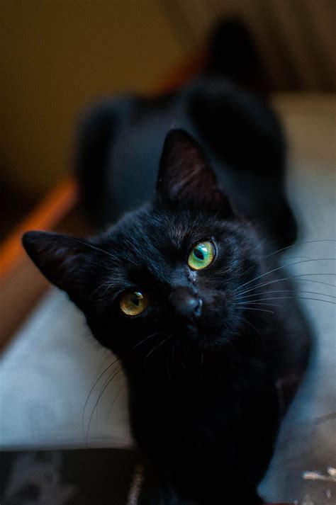 Sleek Black Cat Beautiful Cats Cat Colors Cats Kittens