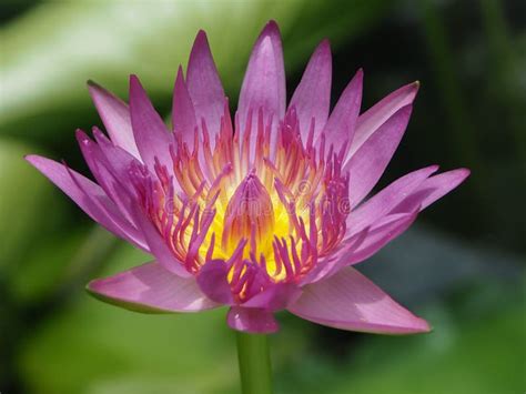 Lotus Flower Stock Photo Image Of Lotus Beautiful Lily 60531134