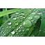 Rain Drops Leaf  Wallpapers13com