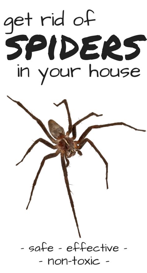 How To Get Rid Of Brown Recluse Spiders Get Rid Of Spiders Recluse