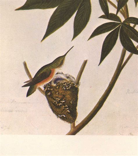 Vintage John James Audubon Bird Print ~ Rufous Hummingbird Ebay
