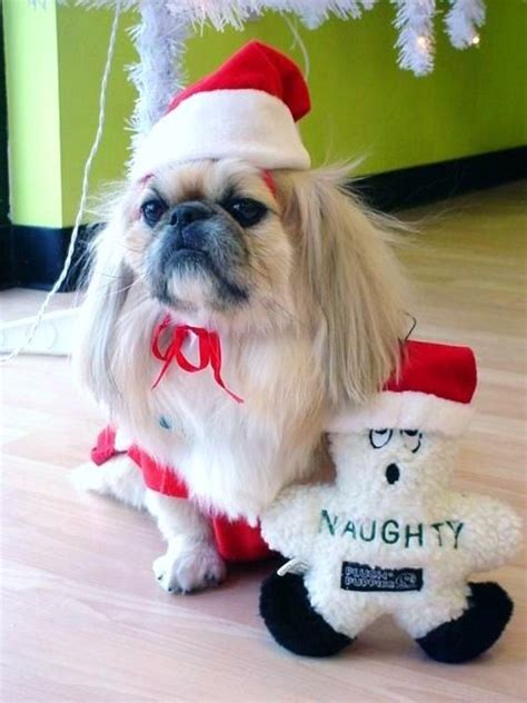 Similarly, there are breeds that don't shed hair, like the yorkshire terrier or maltese, and then there are others that tend to shed a lot of hair, like the labrador retriever or pekingese. Merry Christmas from Mikio Satori my handsome Pekingese ...