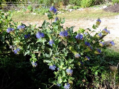 Learn the scientific names and different varieties, and find similar flora. Plant Identification: CLOSED: Blue flower plant ID, 1 by ...