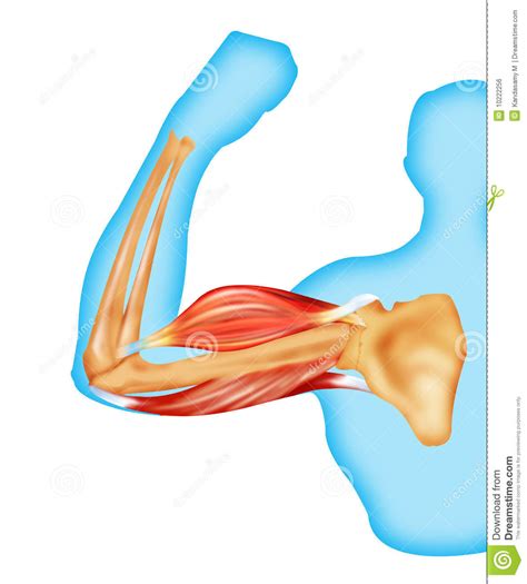 This would be a problem if a joint was controlled by just one muscle. Body muscles and bone stock illustration. Illustration of ...