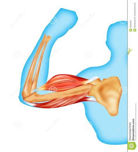 Human body anatomy female female anatomy muscle shoulder blade pain anatomy back muscles bones man female anatomy body muscles in a body female anatomy muscole shoulder concept muscular sysyem. Body muscles and bone stock illustration. Illustration of ...