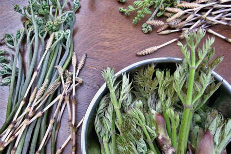 Edible Plants In The Wild How To Harvest Them And Use Them