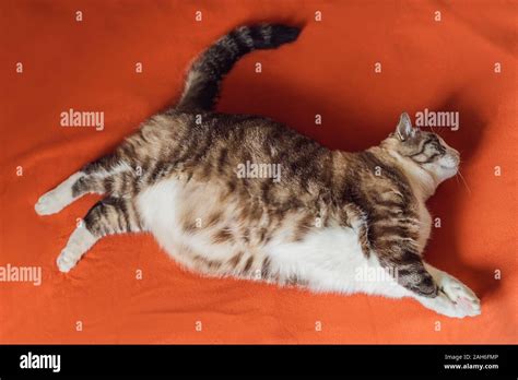 Obesicat Hi Res Stock Photography And Images Alamy