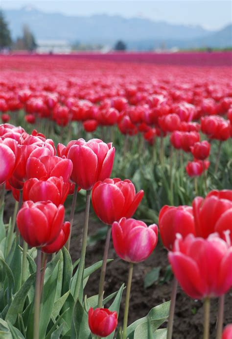 Skagit valley tulip festival, mount vernon, wa. The Skagit Valley Tulip Festival in Mt. Vernon, WA