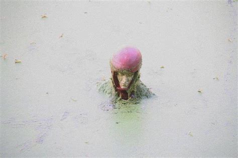 A Dog Wearing A Pink Helmet In The Middle Of Some Muddy Water With Its