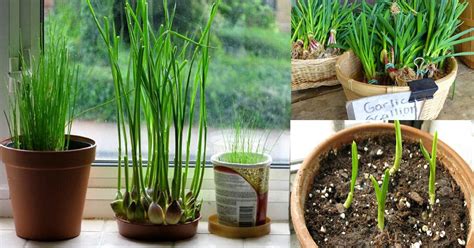 Share these five tips with you! How to Grow Garlic Indoors | Growing Garlic Indoors ...