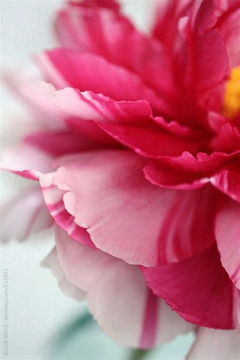 Close Up Of A Striped Pink Peony Flower By Stocksy Contributor Alicia Bock Pink Peonies