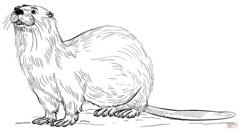 Realistic River Otter Coloring Page From Otters Category Select From