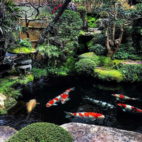 One Of The Most Gorgeous Koi Ponds In The World Located At Miyajima