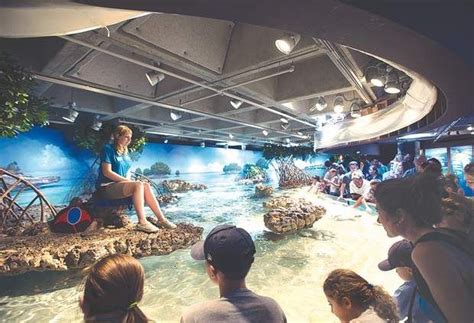 1000 Images About Touch Tanks On Pinterest Mystic Aquarium Sharks
