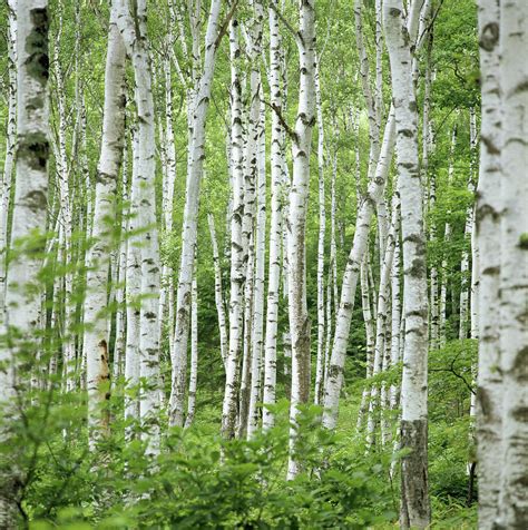 Birch Trees Betula Sp Summer Photograph By Shunsuke Yamamoto Photography