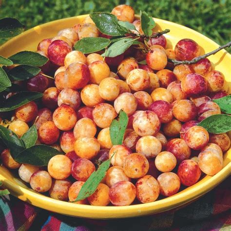 If left on the bush for too long, the stone fruits will appear cracked and picking the bush will obtain nothing. mirabelles | Stone fruit, Fruit, Fruit trees